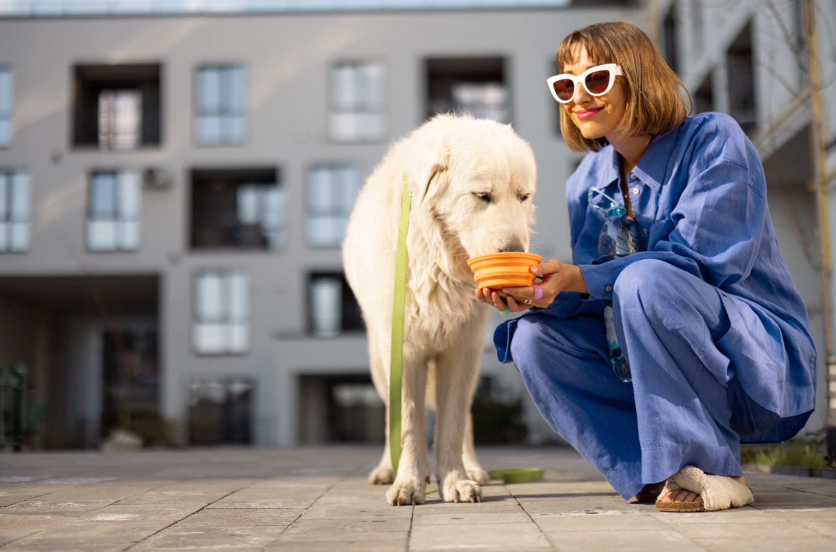 Making Your Dogs Food More Palatable